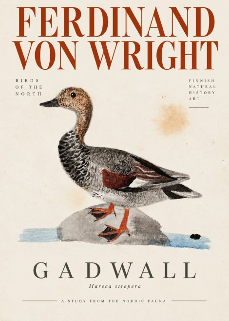 Ferdinand von Wright Duck on a Rock No4 - Póster