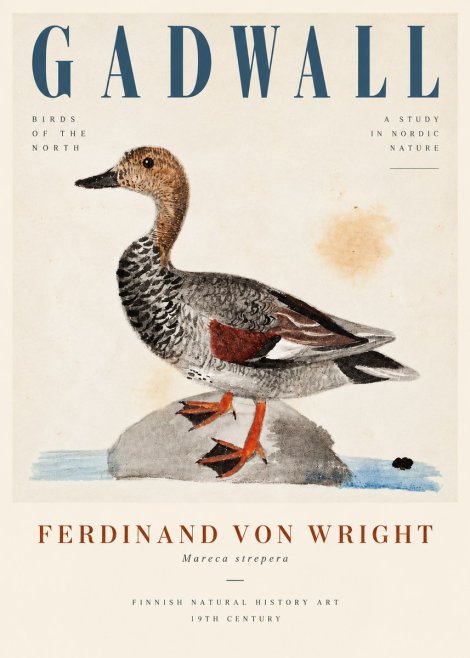 Ferdinand von Wright Duck on a Rock No5 - Póster