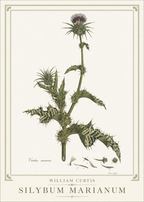 William Curtis Silybum Marianum No1 - Póster