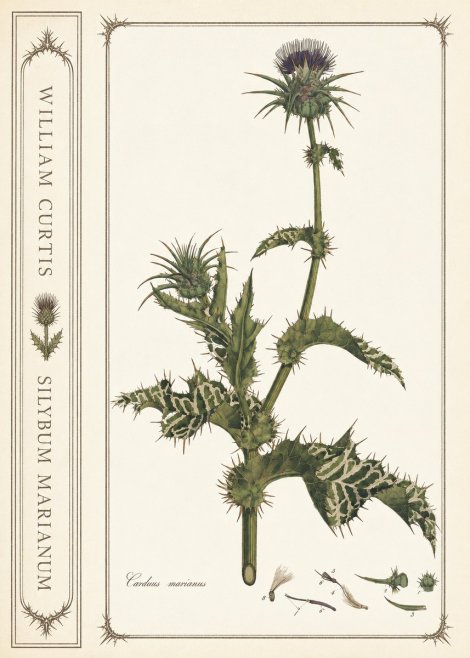 William Curtis Silybum Marianum No2 - Póster