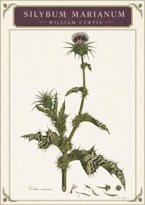 William Curtis Silybum Marianum No3 - Póster