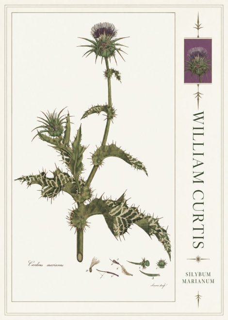 William Curtis Silybum Marianum No4 - Póster