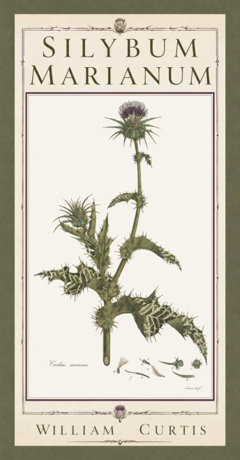 William Curtis Silybum Marianum No5 - Póster