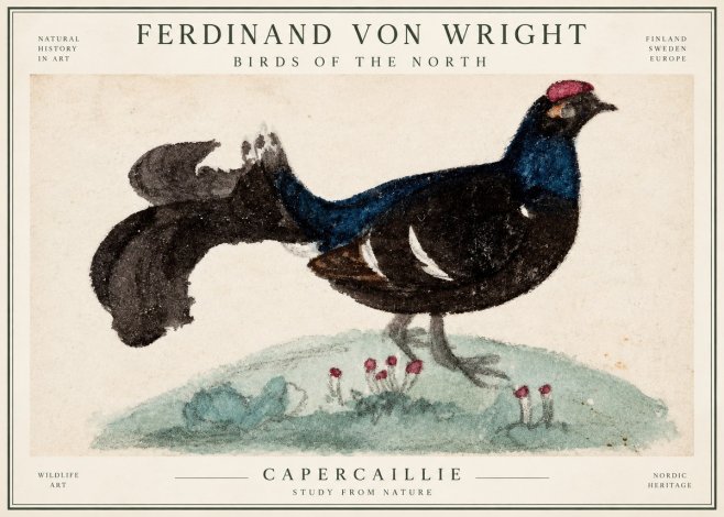 Ferdinand von Wright Western Capercaillie - Watercolor Study No3 - Póster