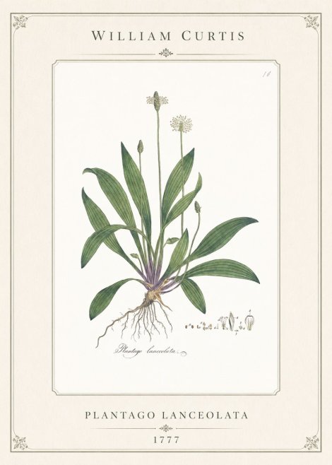 William Curtis Plantago Lanceolata I No1 - Póster