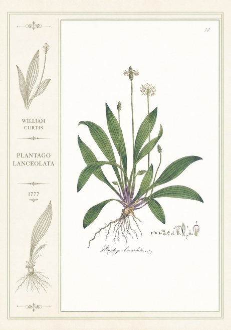 William Curtis Plantago Lanceolata I No2 - Póster