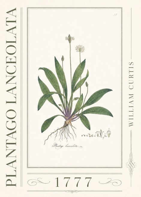 William Curtis Plantago Lanceolata I No3 - Póster