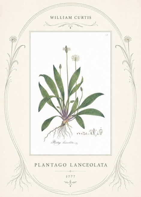 William Curtis Plantago Lanceolata I No4 - Póster