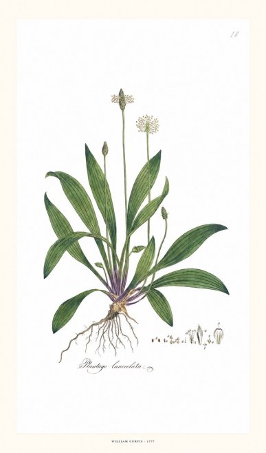 William Curtis Plantago Lanceolata I No6 - Póster