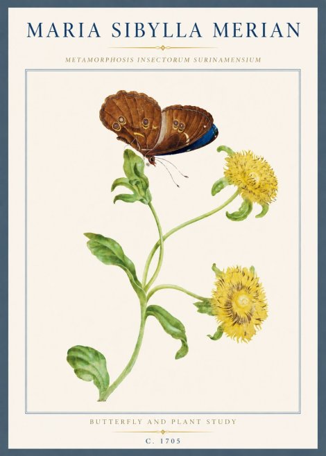 Maria Sibylla Merian Butterfly and Plant Study No3 - Póster