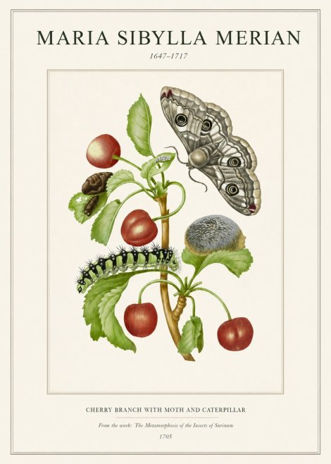 Maria Sibylla Merian Cherry Branch with Moth and Caterpillar No1 - Póster