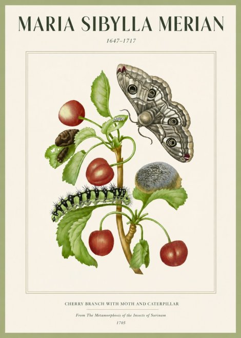 Maria Sibylla Merian Cherry Branch with Moth and Caterpillar No2 - Póster