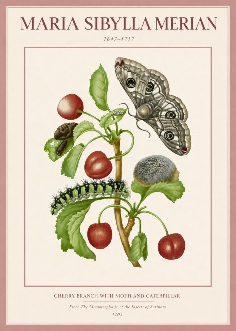 Maria Sibylla Merian Cherry Branch with Moth and Caterpillar No3 - Póster