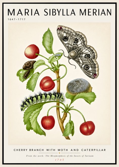 Maria Sibylla Merian Cherry Branch with Moth and Caterpillar No4 - Póster