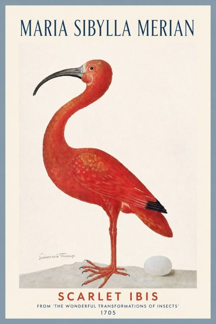 Maria Sibylla Merian Scarlet Ibis No2 - Póster