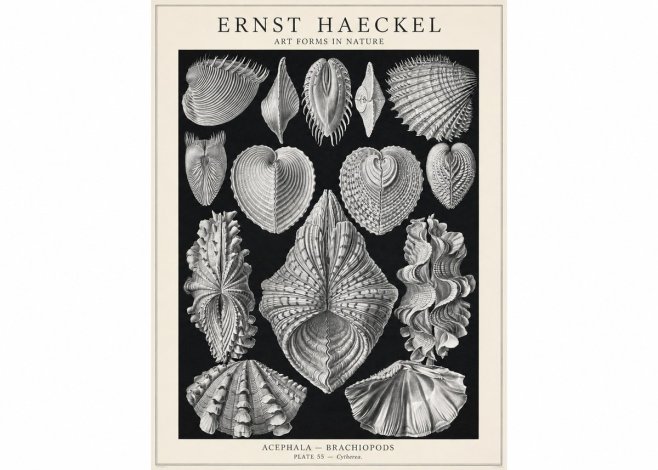Ernst Haeckel Acephala — Brachiopods Plate 55 — Cytherea. No1 - Póster