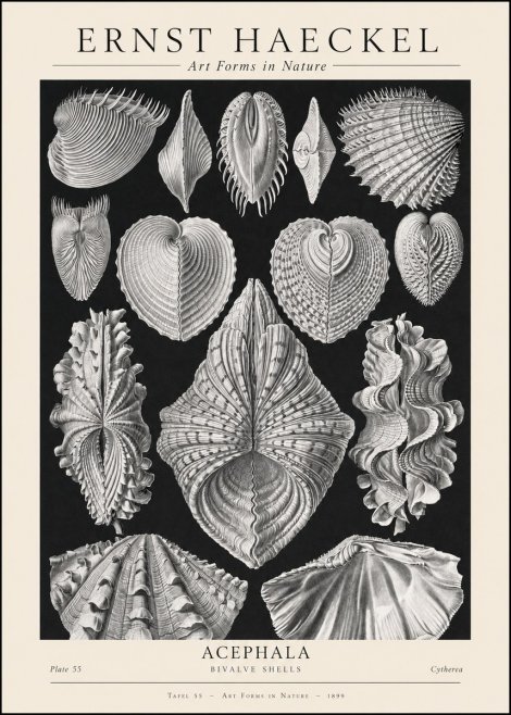 Ernst Haeckel Acephala — Brachiopods Plate 55 — Cytherea. No2 - Póster