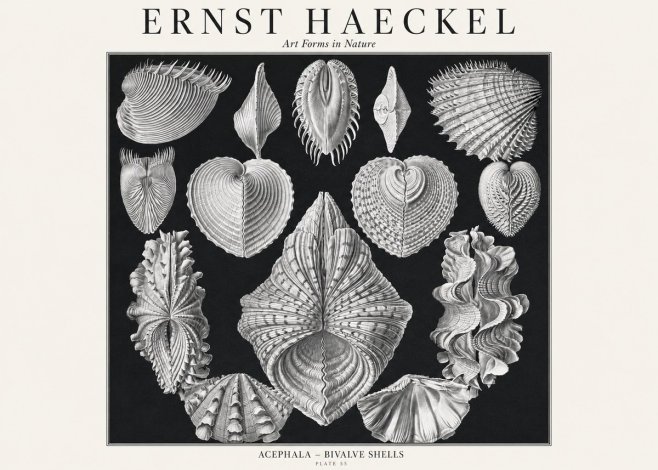 Ernst Haeckel Acephala — Brachiopods Plate 55 — Cytherea. No3 - Póster