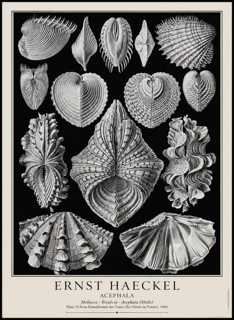 Ernst Haeckel Acephala — Brachiopods Plate 55 — Cytherea. No4 - Póster