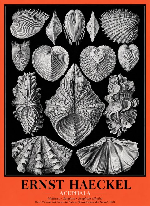 Ernst Haeckel Acephala — Brachiopods Plate 55 — Cytherea. No5 - Póster