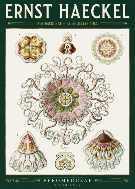 Ernst Haeckel Peromedusae – Discomedusae No2 - Póster
