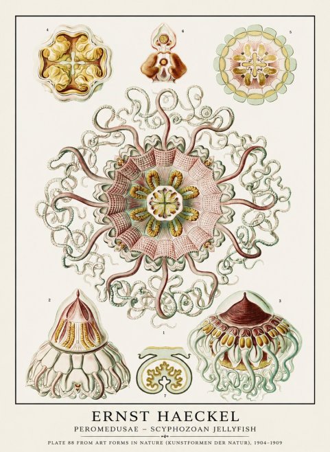 Ernst Haeckel Peromedusae – Discomedusae No3 - Póster