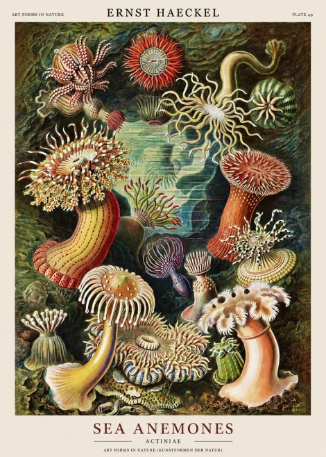 Ernst Haeckel Sea Anemones No1 - Póster