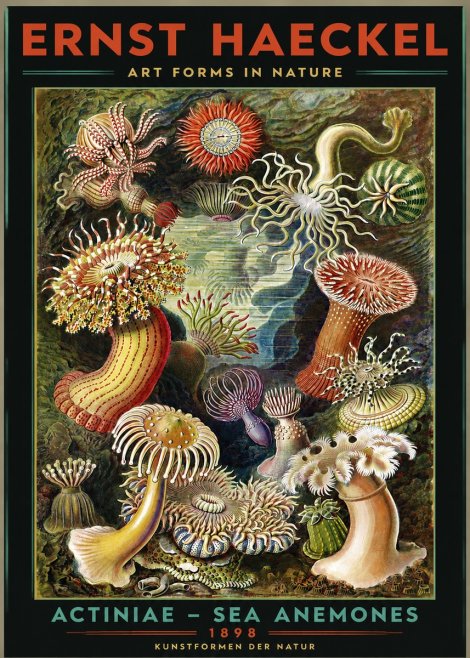 Ernst Haeckel Sea Anemones No3 - Póster