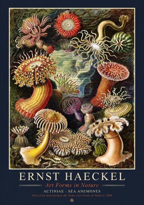 Ernst Haeckel Sea Anemones No4 - Póster