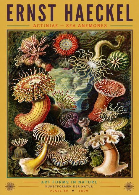 Ernst Haeckel Sea Anemones No6 - Póster