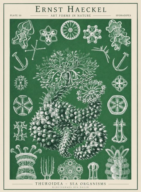 Ernst Haeckel Thuroidea - Sea Organisms No1 - Póster