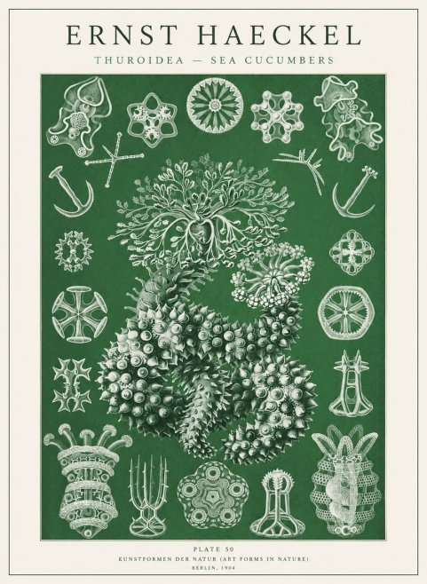 Ernst Haeckel Thuroidea - Sea Organisms No2 - Póster