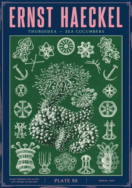 Ernst Haeckel Thuroidea - Sea Organisms No4 - Póster
