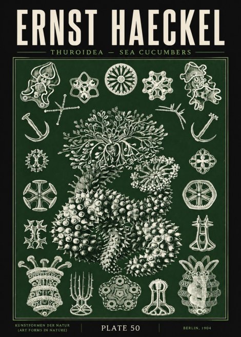 Ernst Haeckel Thuroidea - Sea Organisms No5 - Póster