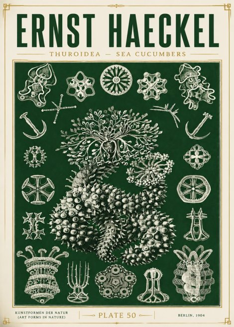 Ernst Haeckel Thuroidea - Sea Organisms No6 - Póster