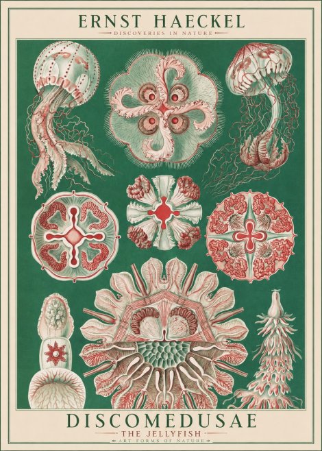 Ernst Haeckel Discomedusae - the Jellyfish No1 - Póster