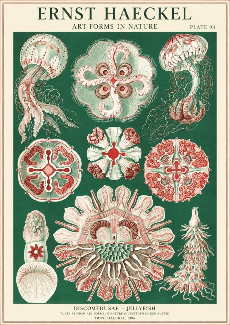 Ernst Haeckel Discomedusae - the Jellyfish No2 - Póster
