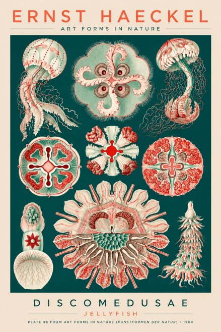 Ernst Haeckel Discomedusae - the Jellyfish No3 - Póster