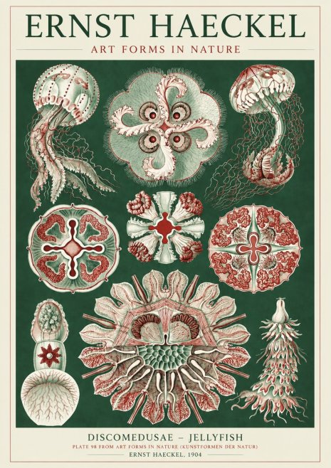 Ernst Haeckel Discomedusae - the Jellyfish No5 - Póster