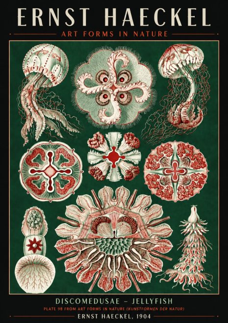Ernst Haeckel Discomedusae - the Jellyfish No6 - Póster
