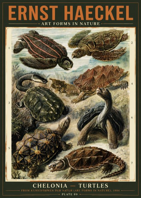 Ernst Haeckel Chelonia - Turtles No5 - Póster