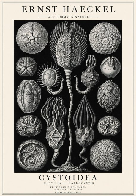 Ernst Haeckel Cystoidea - Callocystis No1 - Póster