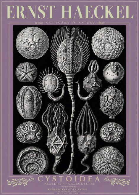 Ernst Haeckel Cystoidea - Callocystis No3 - Póster