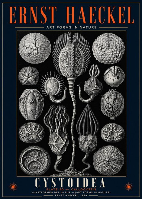 Ernst Haeckel Cystoidea - Callocystis No5 - Póster