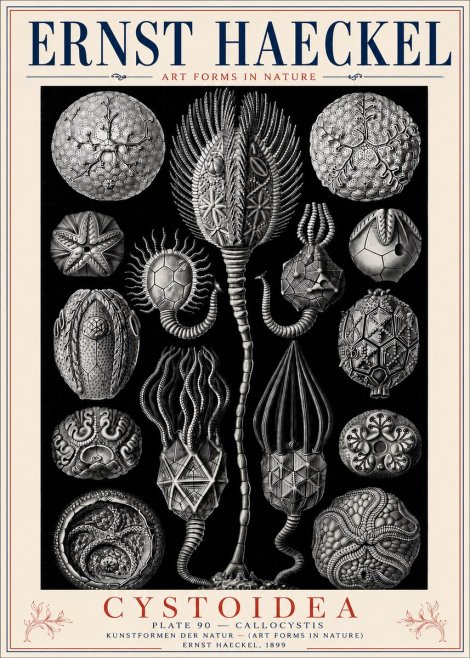 Ernst Haeckel Cystoidea - Callocystis No6 - Póster