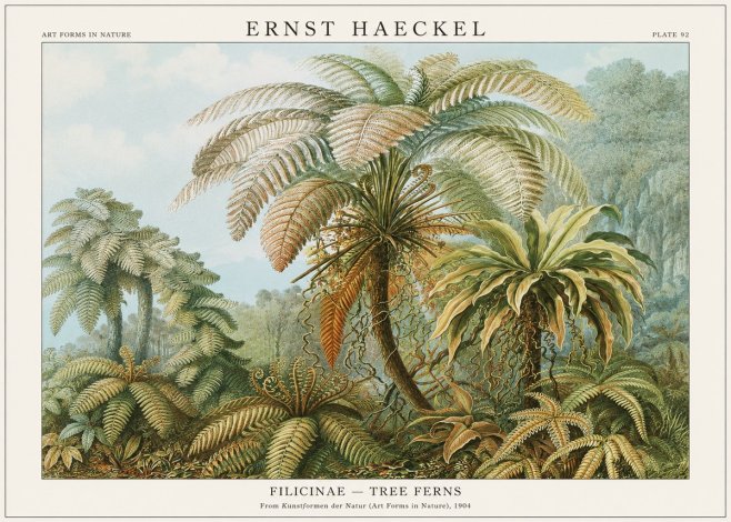 Ernst Haeckel Filicinae – Tree Ferns No1 - Póster