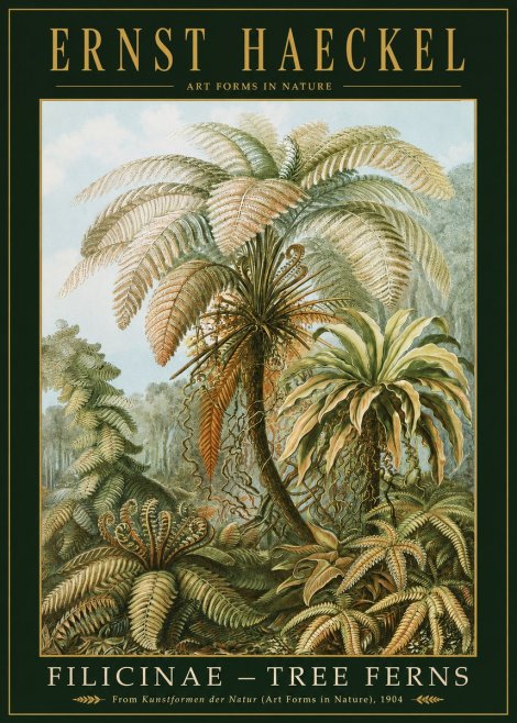 Ernst Haeckel Filicinae – Tree Ferns No2 - Póster