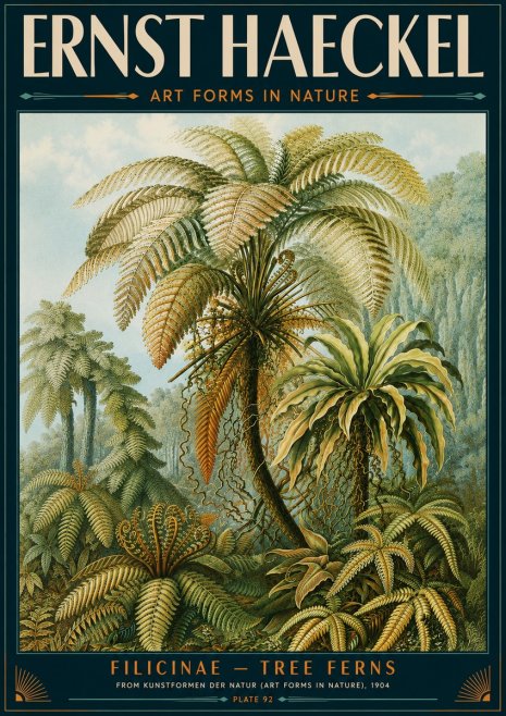 Ernst Haeckel Filicinae – Tree Ferns No5 - Póster