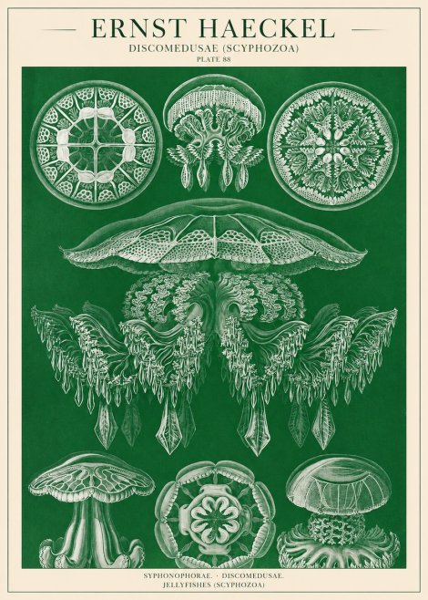 Ernst Haeckel Discomedusae (Scyphozoa) Plate 88 No1 - Póster