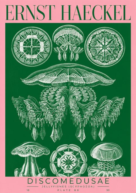 Ernst Haeckel Discomedusae (Scyphozoa) Plate 88 No2 - Póster